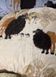 Camel Wool Blanket with Crystals, Euro Size